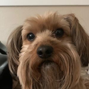 Meet your Posher, Bowen